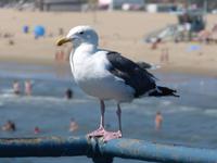 Santa Monica