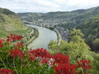 Cochem - Blick ins Moseltal von Reichsburg 