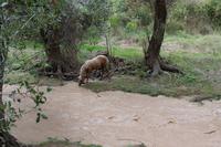 Pferd in der Ihlara-Schlucht