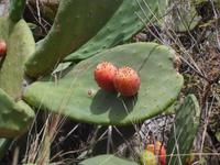 Kaktusfeigen auf Lipari