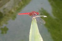 Libelle in La Lumia