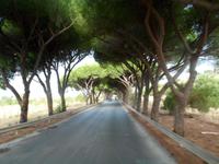 Pinienallee bei Agrigent