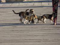 kleine Bewohner von Ephesus