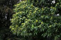 013 Celle - Maronen im Schloßpark