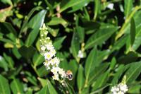 19 Blumen im  Vogelpark Walsrode