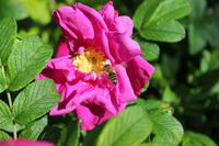 193 Blumen im  Vogelpark Walsrode