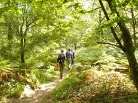 Wanderung durch den Wald der Brocéliande