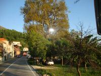 Mammutbäume in Trsteno