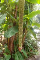 Bananenblüte im  Tropengarten