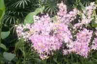 Orchideengarten von Singapur
