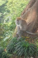 überall begegnet man diesen flinken Gesellen... 