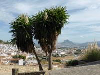 Antequera 