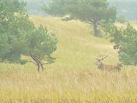 Hirsch am Darss