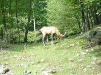 auf der Fahrt durch den Omega Wildlife-Park