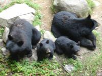 Besuch der Schwarzbären im Omega Wildlife-Park