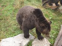 Vancouver - Grouse Mountain, sogar zwei Grizzly-Bären
