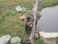 Vancouver - Grouse Mountain, endlich ein Grizzly-Bär