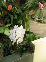 Besuch des Orchideengarten 
