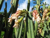 Besuch des Botanischen Garten 
