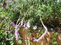 Besuch bei Esmeralda in ihrem Kräutergarten 