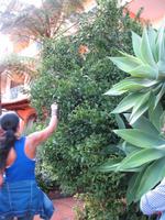 Private Führung durch Botanischen Garten im Hotel Quinta Splendida