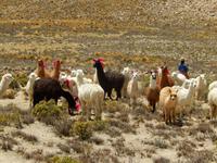 076_Alpaca-Herde