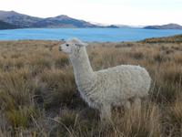 122_Alpaca am Titicaca