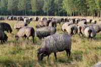 Heidschnucken auf der Weide