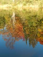 im Spiegelbild der Natur