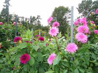 Villa Taranto_Blütenpracht