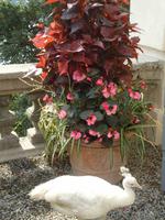 Weißer Pfau auf dem Weg zum Cafè