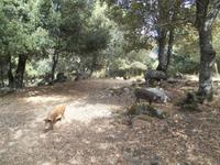 Hirtenessen in Orgosolo