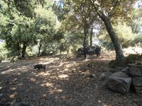 Hirtenessen in Orgosolo