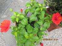 Farbtupfer in der Großstadt