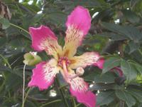 Blüte des Wollbaums in Positano