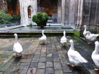 Barcelona - Gänse im Kreuzgang der Kathedrale