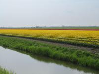 Wir erblicken die ersten Tulpenfelder