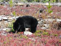 Schwarzbär gesichtet!