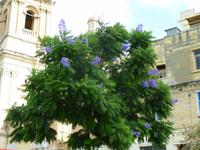 blühender Jacaranda