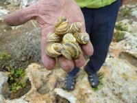 ob die wirklich schmecken?