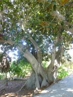 Ficus