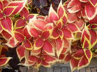 SAM_0990