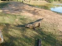Pantanal - 16 Tage Rundreise Brasilien – Naturwunder in Südamerika