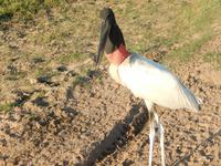 Pantanal - 16 Tage Rundreise Brasilien – Naturwunder in Südamerika