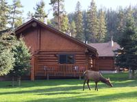 150 Wapitihirschkuh in Canmore