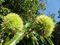 Impressionen - Esskastanien