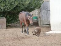 Alta Rocca - Gestüt