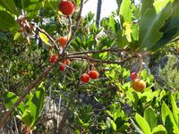 Forêt de l'Ospédale - Erdbeerbaum