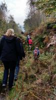durch den Wald
