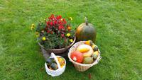 Herbstimpressionen
